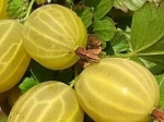 Яровой