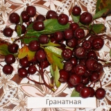 сорт рябины Гранатная