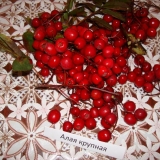 сорт рябины Алая крупная