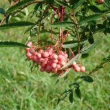 сорт рябины Pink