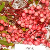сорт рябины Pink