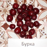 сорт рябины Бурка