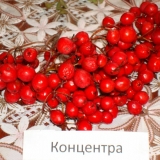 сорт рябины Концентра