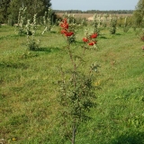 сорт рябины Концентра