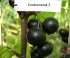 Смородина Селеченская-2