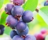 Ирга Смоуки
